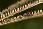 Saltmarsh fingergrass